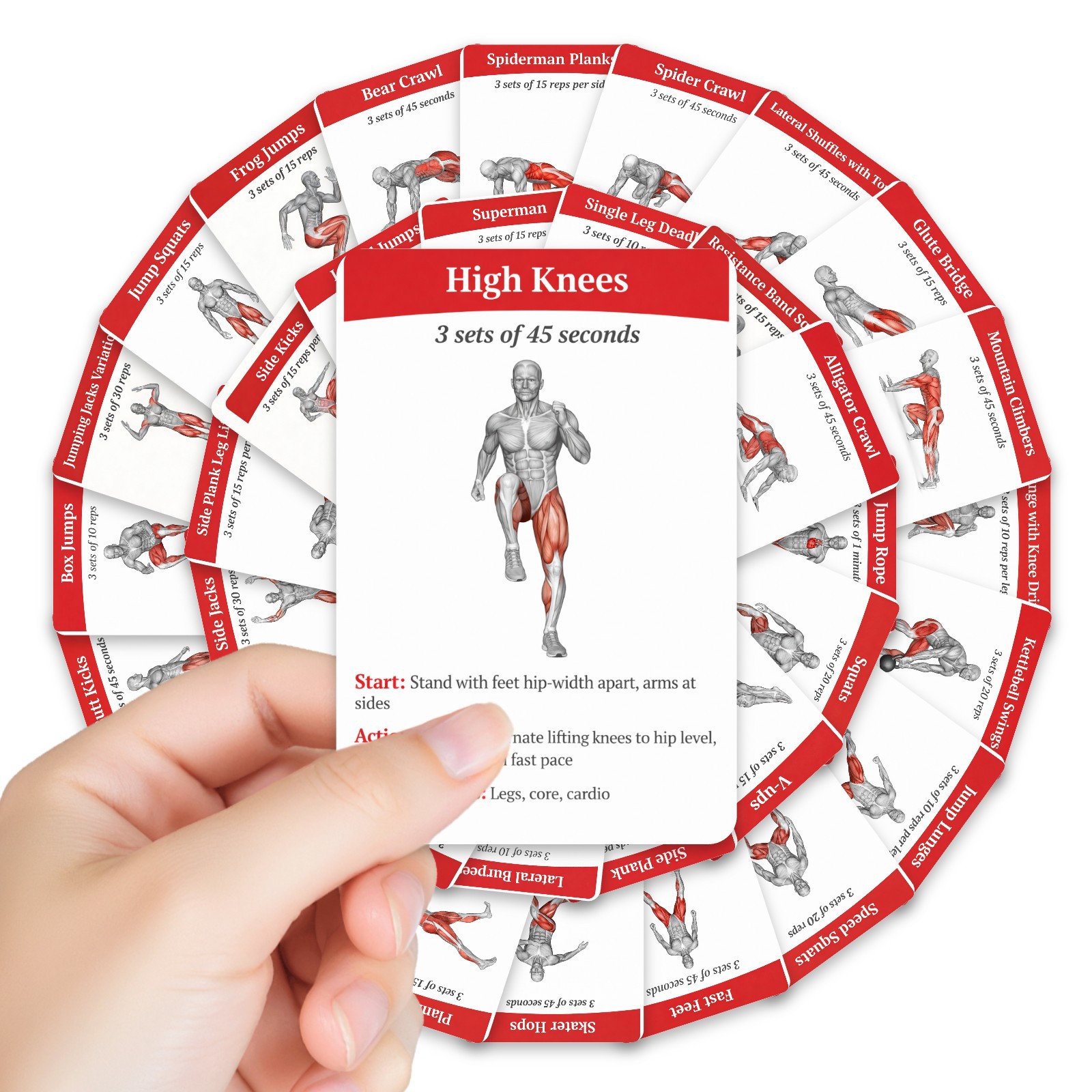 Home Gym Needs - 36-teilige Anleitungskarten zum Ganzkörper-Fettverbrennungs-Workout, Muskeldiagramm, Anleitungskarten